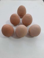 تخم مرغ سفالی سایز کوچک کد fk69 - Image 4